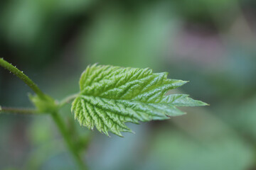 New hops leaf