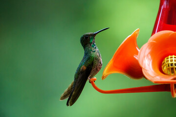 Stripe-tailed hummingbird berched at a red feeder, profile view