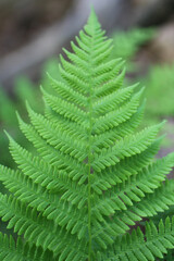 Fototapeta na wymiar fern leaf in the forest full focus