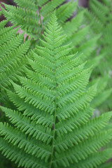 fern leaves in the forest full focus