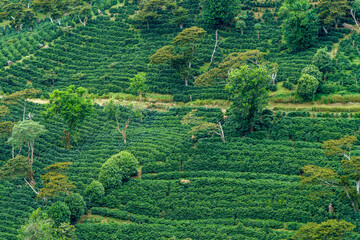 Verdant terraces of coffee plants in Boquete Panama - obrazy, fototapety, plakaty