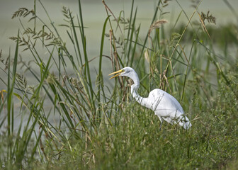 Great egret is hunting from the shore in the Texas pond