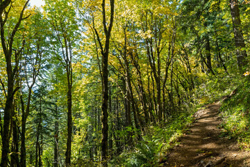 The Hamilton Mountain Trail cuts through a dense forest in Beacon Rock State Park, Washington, USA