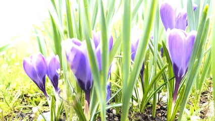 spring crocus flowers in grass