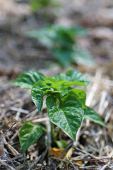Habanero Little Tiny Plant in a Roaw