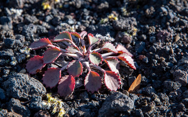 suculenta en volcan llaima