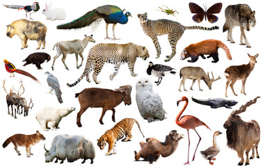 collection of different birds, mammals and reptiles from asia isolated on white background