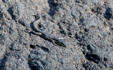 liolaemus sp