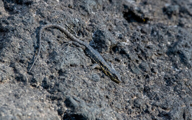 liolaemus sp