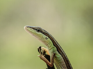 lizard on a branch