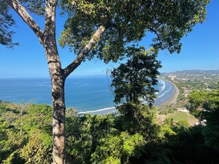 pine tree in the mountains