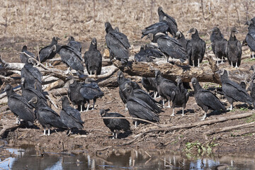 Black Vultures flock on the river shore in Texas