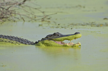 American alligator with duckweed on the snout resembling green lipstick. Texas pond.