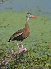 Black-bellied whistling duck sitting on a snag in the water. Texas.