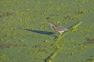 Green Heron juvenile in the Texas swamp