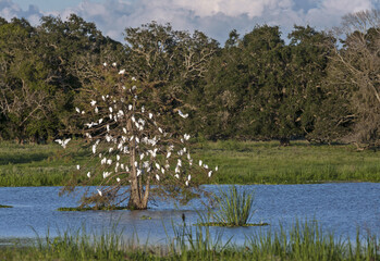 Aquatic birds gather for the night on a tree in the Brazos Bend State Park, Texas