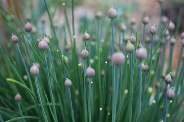 Chives Pre Bloom