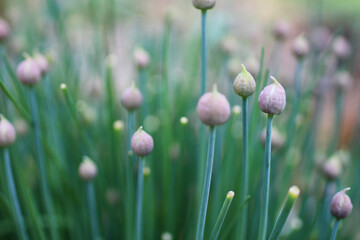 Chives Pre Bloom