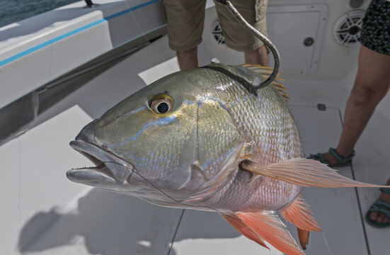 Just caught fish on the hook. Mutton snapper, fishing in Florida, USA