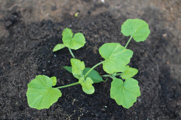 Pumpkin sprout freshly planted