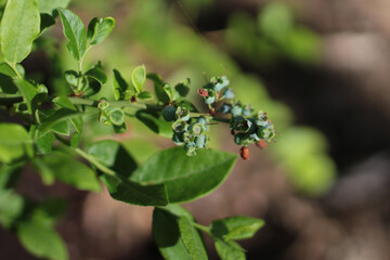 close up of blueberries on the bush