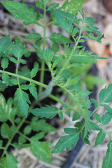 Young Tomato Plant