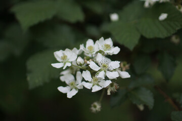 Raspberry bush flower