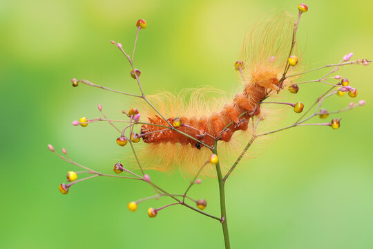 A caterpillar is foraging in a wild flower. These animals like to eat young leaves and fruits.