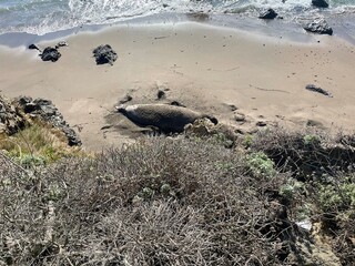 seal on the beach