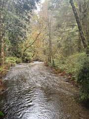 river in the forest