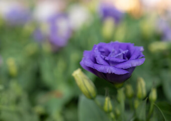 Fototapeta premium Close-up of violet Lisianthus flowers. The rose flowers are blooming in the morning soft light.
