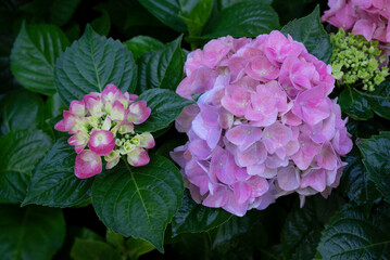 Close-up of a big pink Hydrangea bouquet flowers on a green leaves background in the garden.