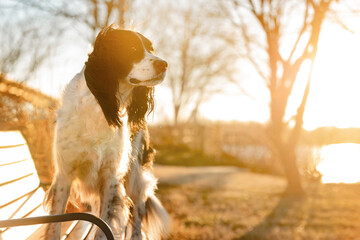 beautiful springer spaniel sitting on bench at sunset