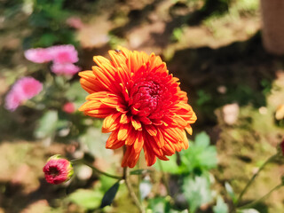 Close up shot of a red dahlia flower
