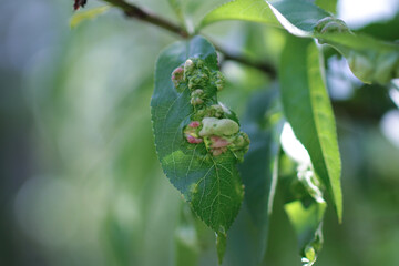 Blight on an apple tree 