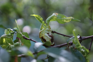 Blight on an apple tree 