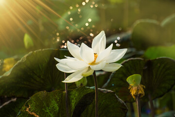 A white lotus is blooming in the lake
