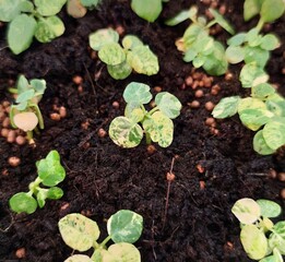 plant in the garden