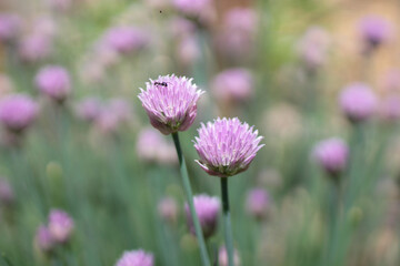 Chive Flower Blossom Garden Farm with Ant center