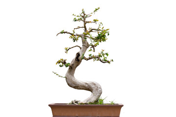 Tako bonsai tree on a white background, beautiful.A small bonsai tree in a ceramic pot. Clipping path for your design.