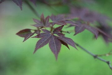 close up of a Japanese Maple leaf