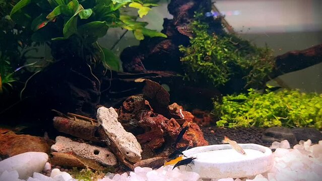 Dwarf shrimp full color eating in water tank enclosure and aquatic plants.