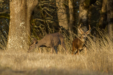 Oregon blacktail buck and doe at edge of oak forest