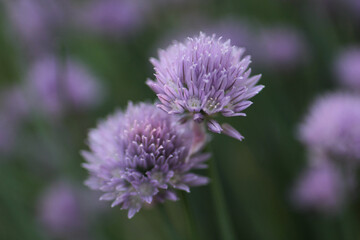 Two Chive Blossom Flower Over Ripe