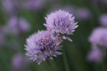 Two Chive Blossom Flower Over Ripe