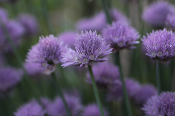 Three 3 Chive Blossom Flower Over Ripe