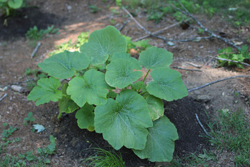 Pumpkin Patch Plant 