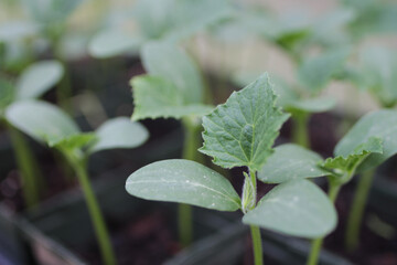 Sprout Plant Seedling Garden Farm