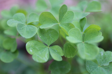 clover leaves Green shamrock