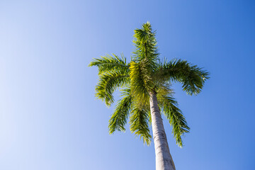 Palm tree over clear blue sky, tropical garden, summer outdoor day light